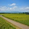 高鍋ひまわり