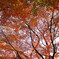 真っ赤に染まる紅葉の幹