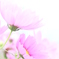 夏の秋桜