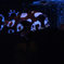 魚