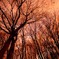 Copse