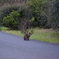 野良猫の距離感
