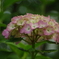 IMGP0664