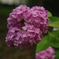 IMGP0666