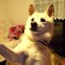 愛犬メグ