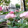 道玄坂の花壇から