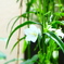 庭の花