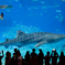 美ら海水族館の人気者