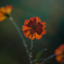 Cosmos sulphureus