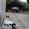 艮神社のねこ