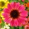 colorful  world  ～kaleidoscopic～