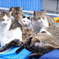 猫5匹