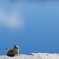 大自然の中のちいさな生き物