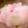 DSC00868