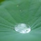 Lotus effect
