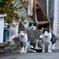 猫5匹part2