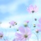 HANA・HANA 91 (Cosmos)  