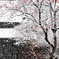 初雪の朝　＜2009.12.14＞