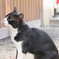 直島の猫