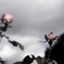 薔薇