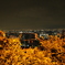 茂み越しの夜景