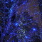 星が実る木