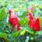 flower bed
