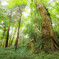 woods