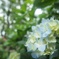 紫陽花