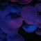 jellyfishes
