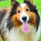 愛犬。芝生きれい