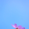秋晴れが好き