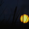 月の秋　　十五夜