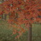 雨の紅葉