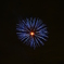 夜空の花
