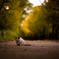 梅林の夕猫