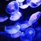  jellyfish 