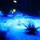 sea anemone