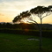 shade of a tree