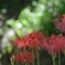 悲願花2014