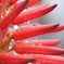 アロエの花と雨滴