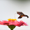 hovering