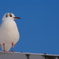 ふっくらユリカモメ