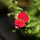 春の花、、、のはず