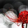 Red spider lily