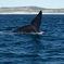 Southern Right Whale