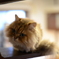 階段の猫