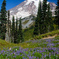 Mt. Rainier National Park #1