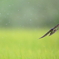 雨