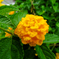 紫陽花、かな